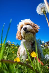 Dog on land against blue sky