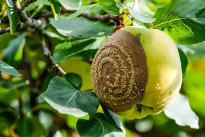 Close-up of fruit on plant