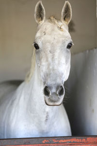 Close-up portrait of white horse in ranch