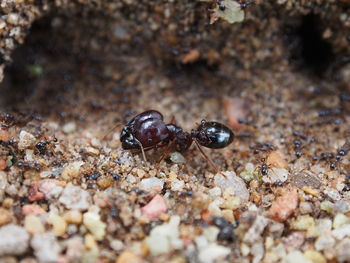 Close-up of insect on ground