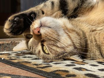 Close-up of a cat sleeping