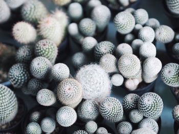 Full frame shot of succulent plants