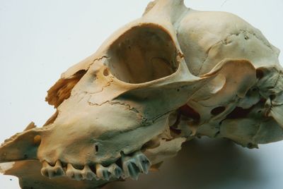 Close-up of animal skull