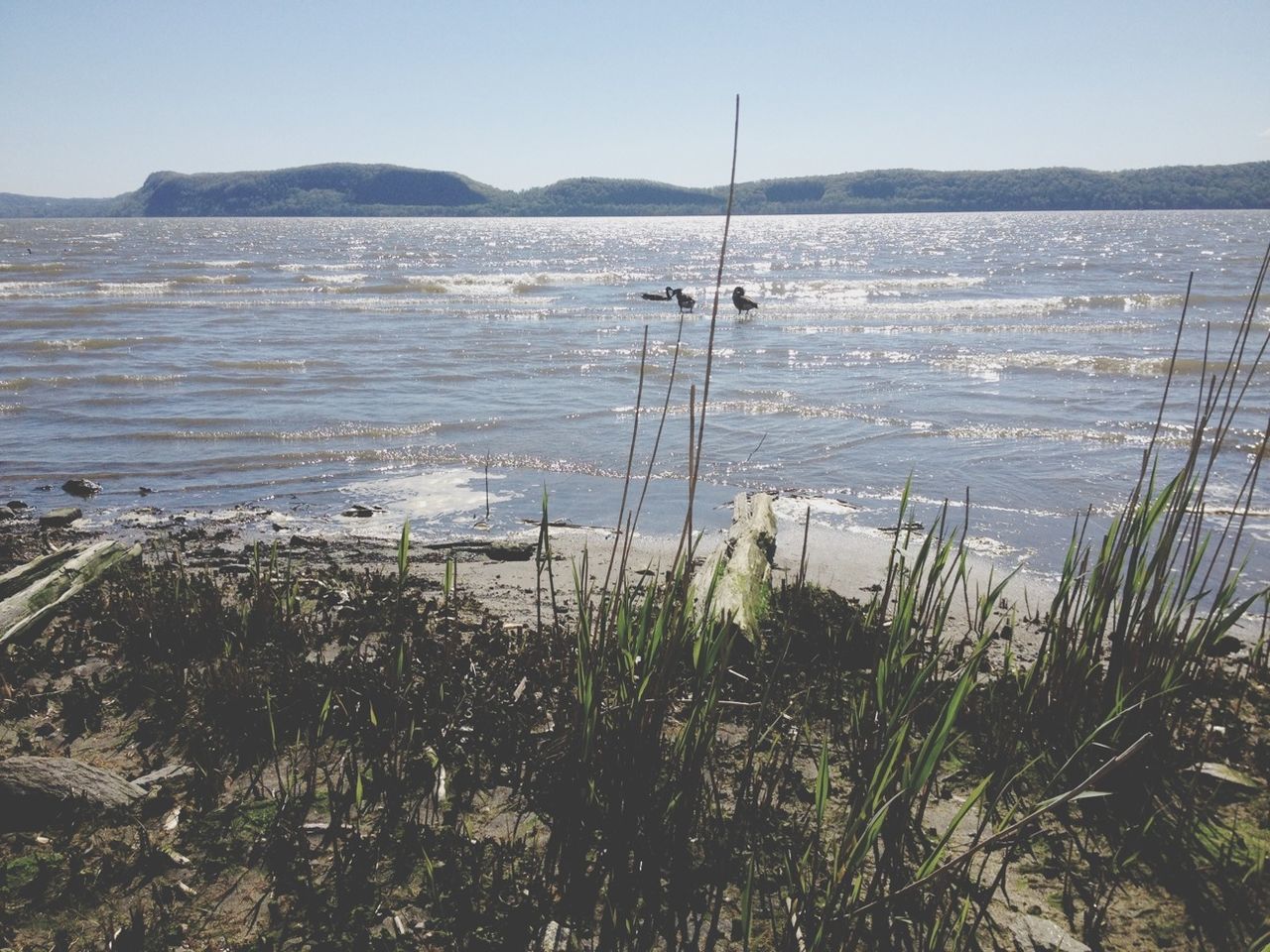 water, tranquil scene, tranquility, sea, plant, scenics, beauty in nature, nature, grass, clear sky, beach, lake, shore, sky, growth, horizon over water, idyllic, reflection, lakeshore, calm