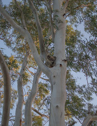 Low angle view of trees against sky