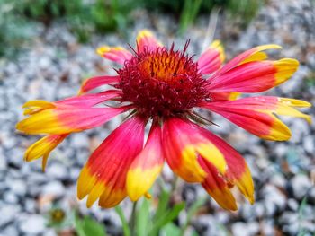 Close-up of orange flower