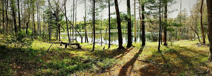 Trees in forest