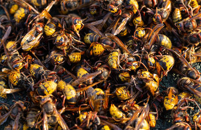 High angle view of beesbees