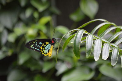 Close-up of butterfly perching on plant