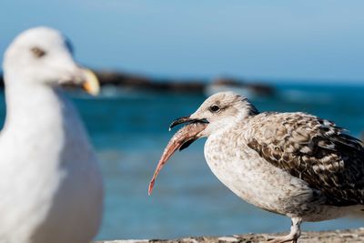 Close-up of seagull perching on sea against sky