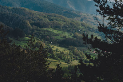 tree