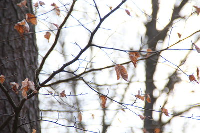 Low angle view of bare tree against sky