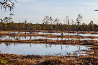 Scenic view of field by lake against sky
