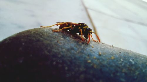 Close-up of insect