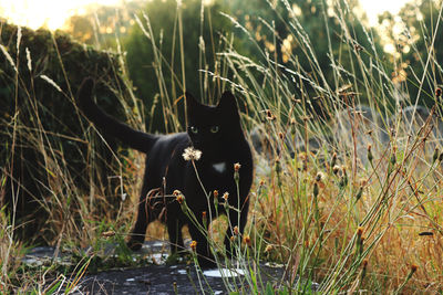 Black cat on a field
