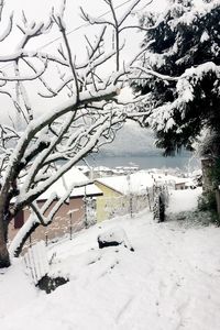 Bare trees on snow covered landscape