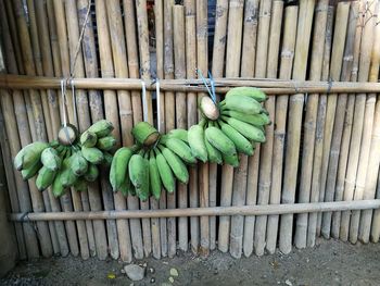 Raw banana bunch hanging on bamboo