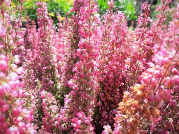 Close-up of pink flowering plant
