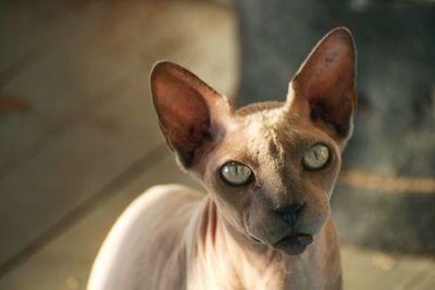 Close-up portrait of a cat