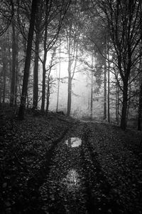 Trees in forest during autumn