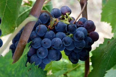Close-up of grapes growing in vineyard