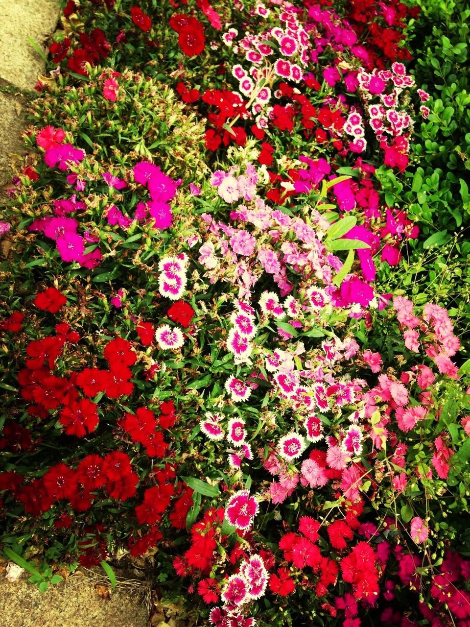 flower, freshness, growth, beauty in nature, fragility, petal, high angle view, pink color, plant, nature, blooming, abundance, flower head, in bloom, red, full frame, multi colored, outdoors, day, blossom