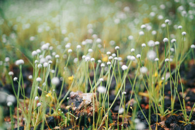 Close-up of flowering plants on land