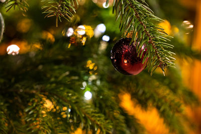 Close-up of christmas tree