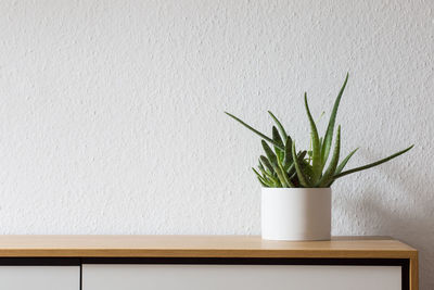 Potted plant on table against wall