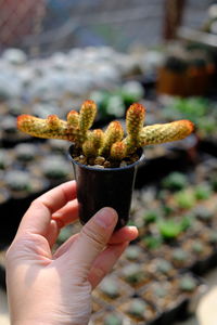 Close-up of hand holding plant