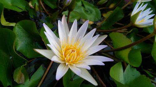 Close-up of white lotus water lilies in pond