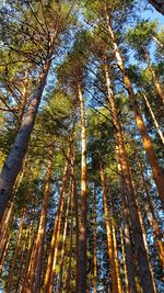 Low angle view of trees in forest