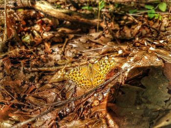 Close-up of lizard