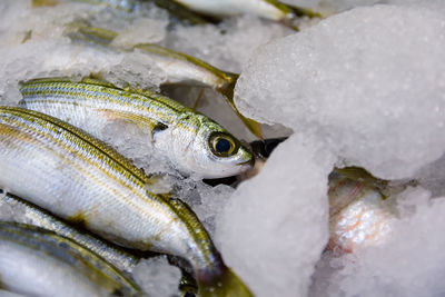 Close-up of fish for sale in market