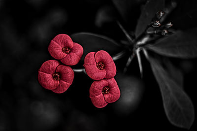 Close-up of red flowering plant