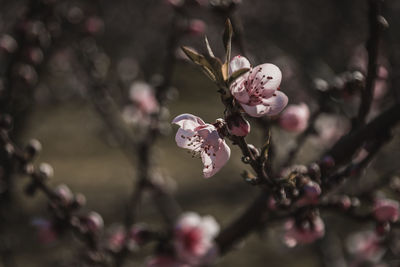 Close-up of cherry blossoms on branch