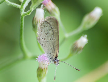 Close-up of butterfly pollinating on purple flower