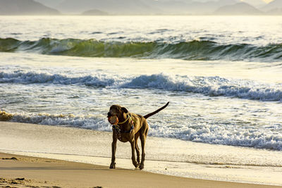 Dog running and