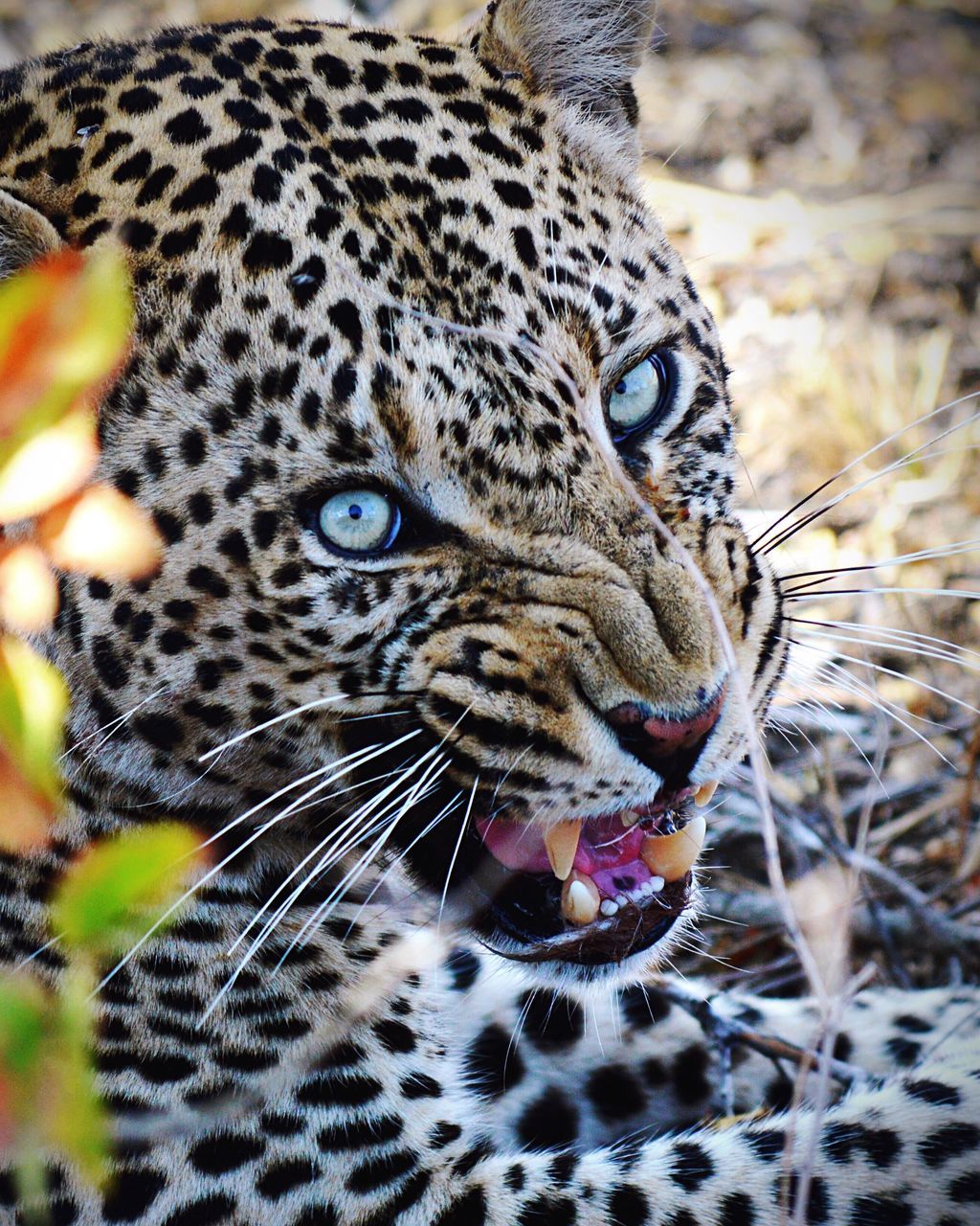 one animal, animal themes, mouth open, no people, outdoors, close-up, mammal, leopard, day, animals in the wild, feline, animal tongue, pets, nature, domestic animals, angry, yawning