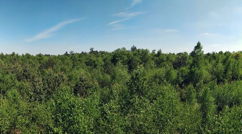 Scenic view of forest against sky