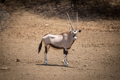 Gemsbok stands in rocky clearing in sunshine