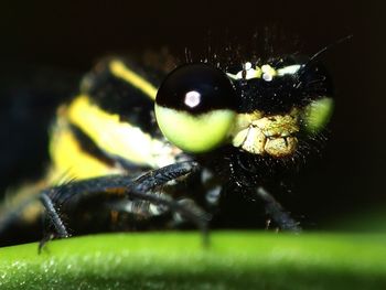 Close-up of insect on leaf