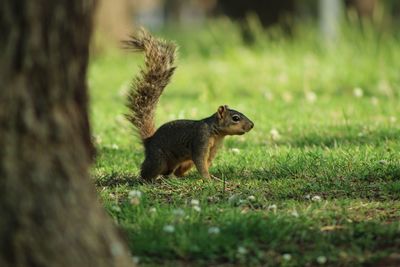 Squirrel on a field