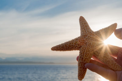 Cropped hand holding starfish against sea
