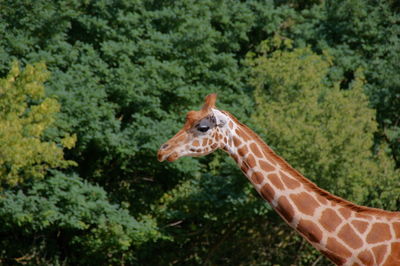 Close-up of giraffe against trees