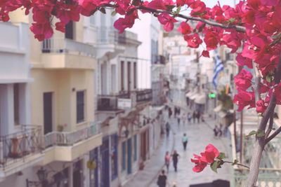 Pink flowering plant by building in city