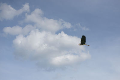 Low angle view of bird flying in sky