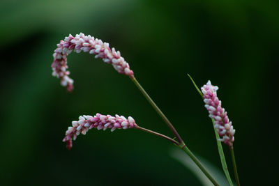 Close-up of flowering plant