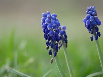 Close-up of purple flowering plants
