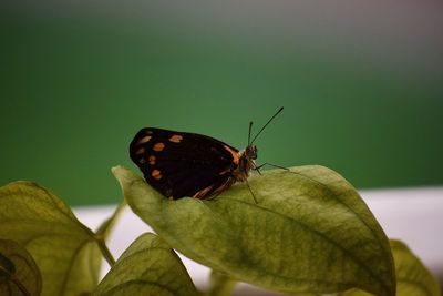 Close-up of butterfly on leaf